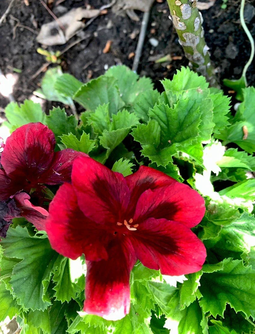 Blood Red Geranium Cuttings - 2 Perennial Black Variety Geranium 'Bloody Mary'
