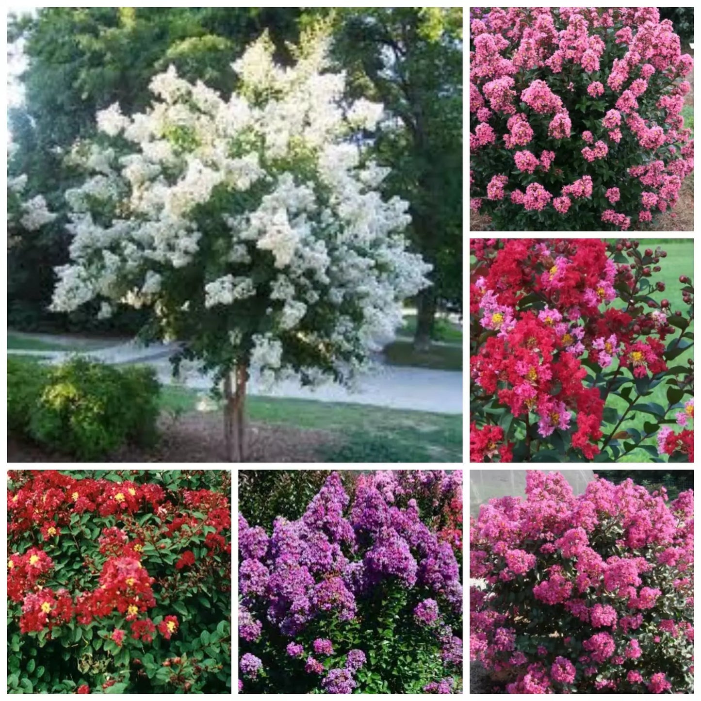 Quart Pot Crape Myrtle Plant Lagerstroemia spp. - Mixed Colors, Low-Maintenance Ornamental Shrub