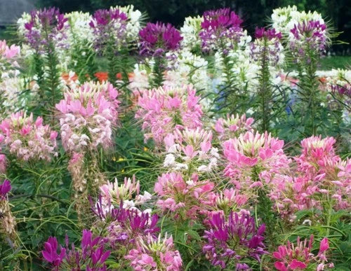 Spider Plant Seeds - 100 Mixed Flower Seeds for Indoor & Outdoor Gardening - Chlorophytum comosum
