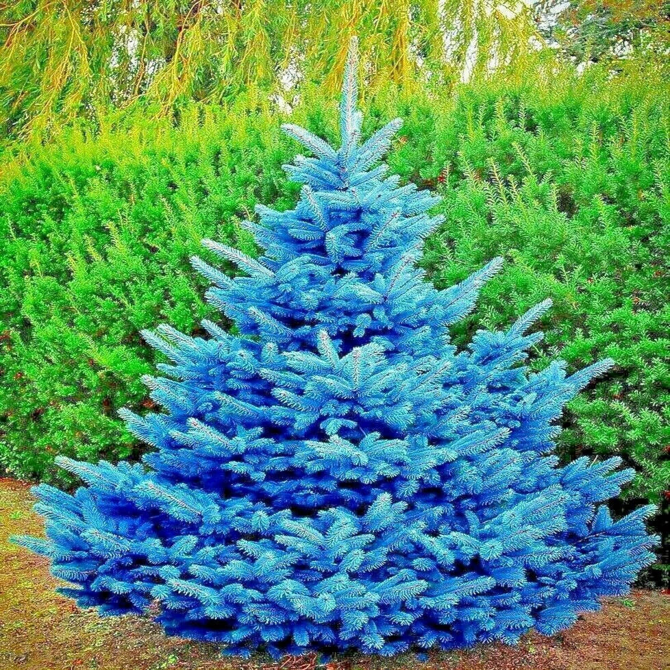 Colorado Blue Spruce Tree Seeds - Glauca Variety for Bonsai & Landscaping | Picea pungens Seeds