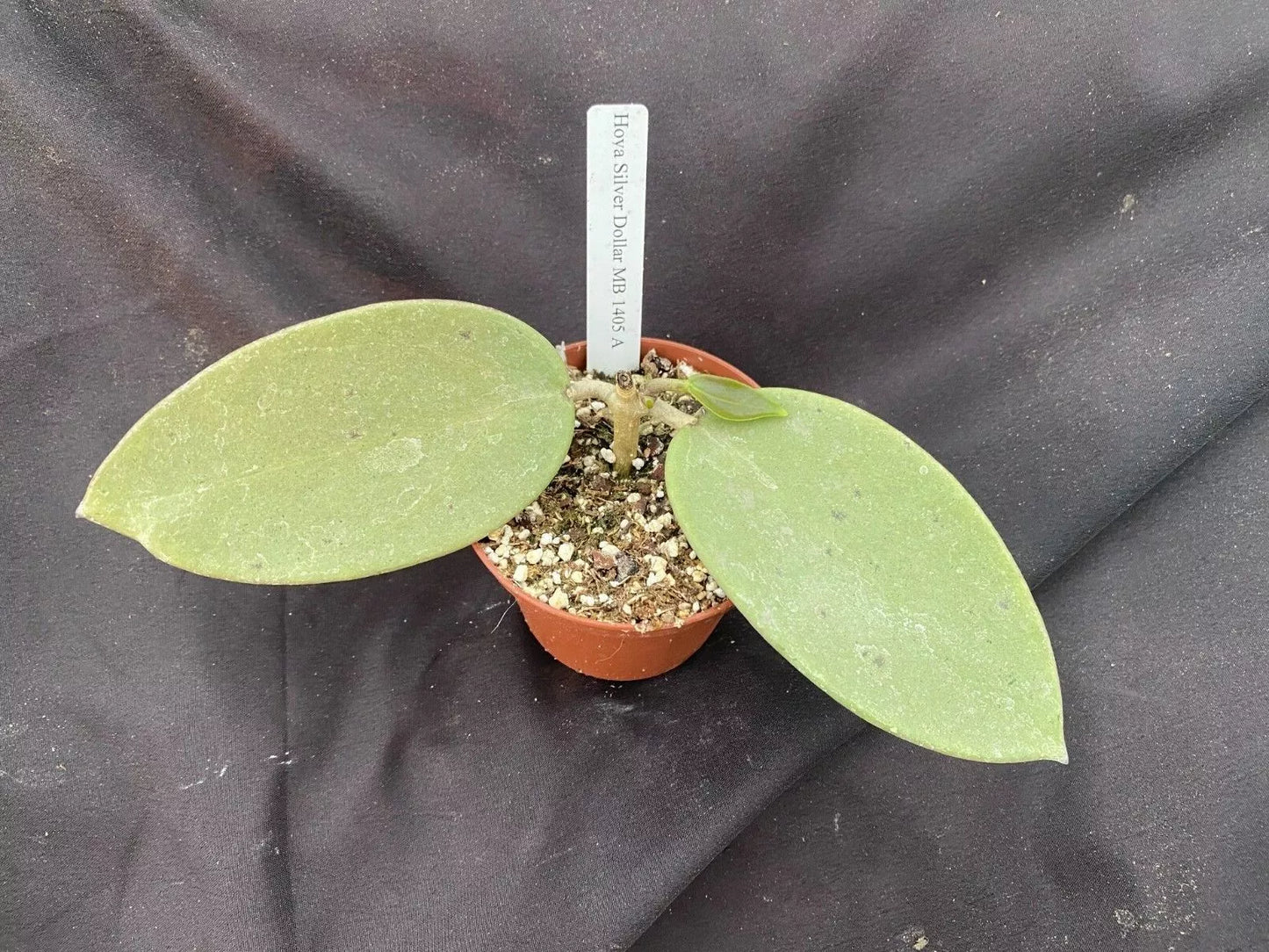 Hoya Silver Dollar Plant Rooted 2.5" Pot | Hoya carnosa 'Silver Dollar' Indoor Houseplant