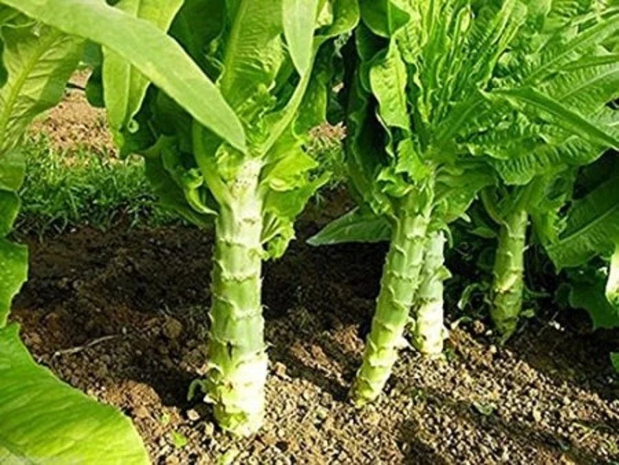 Chinese Lettuce Seeds - Big Stem Asparagus Celery Lettuce Woju Wosum - 100+ High Germination Rate, Non-GMO, Open-Pollinated