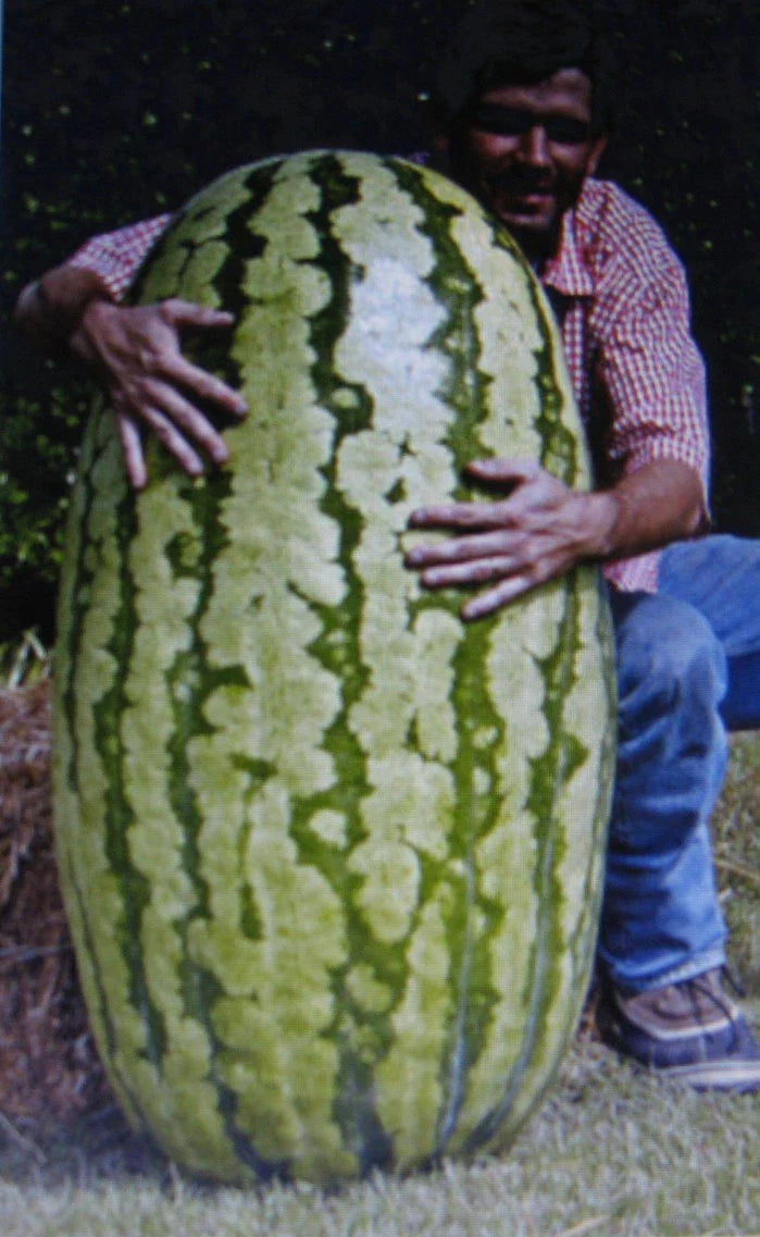 Competition Watermelon Seeds - 5 Pack | Cross Hybrid, Lycopene Rich Citrullus lanatus
