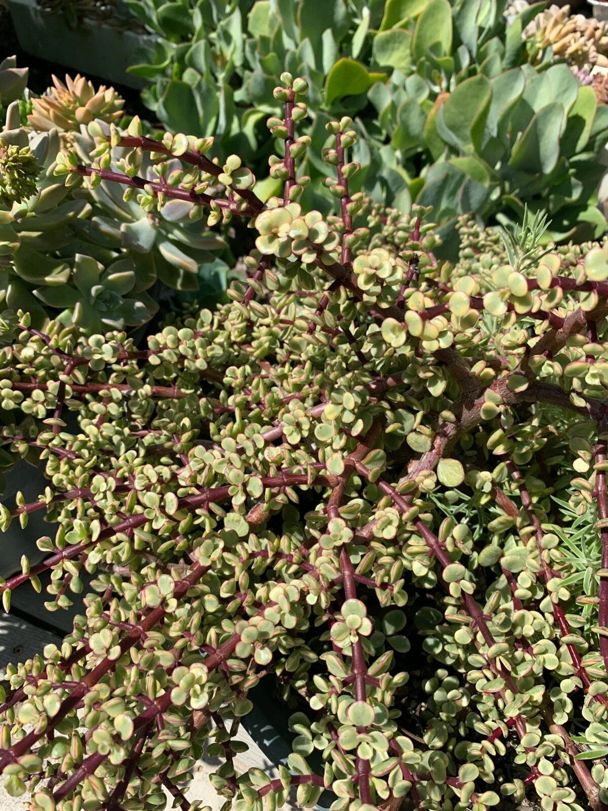 Variegated Mini Jade Cuttings - Rare Elephant Bush Portulacaria afra - 6 Pieces