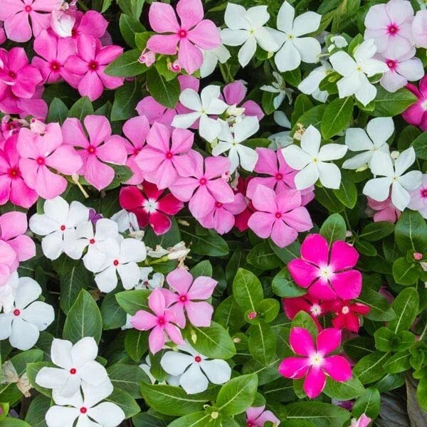 Madagascar Periwinkle Seeds - Mixed Color Flowers - Catharanthus roseus - Easy to Grow Garden Seeds for Borders & Containers