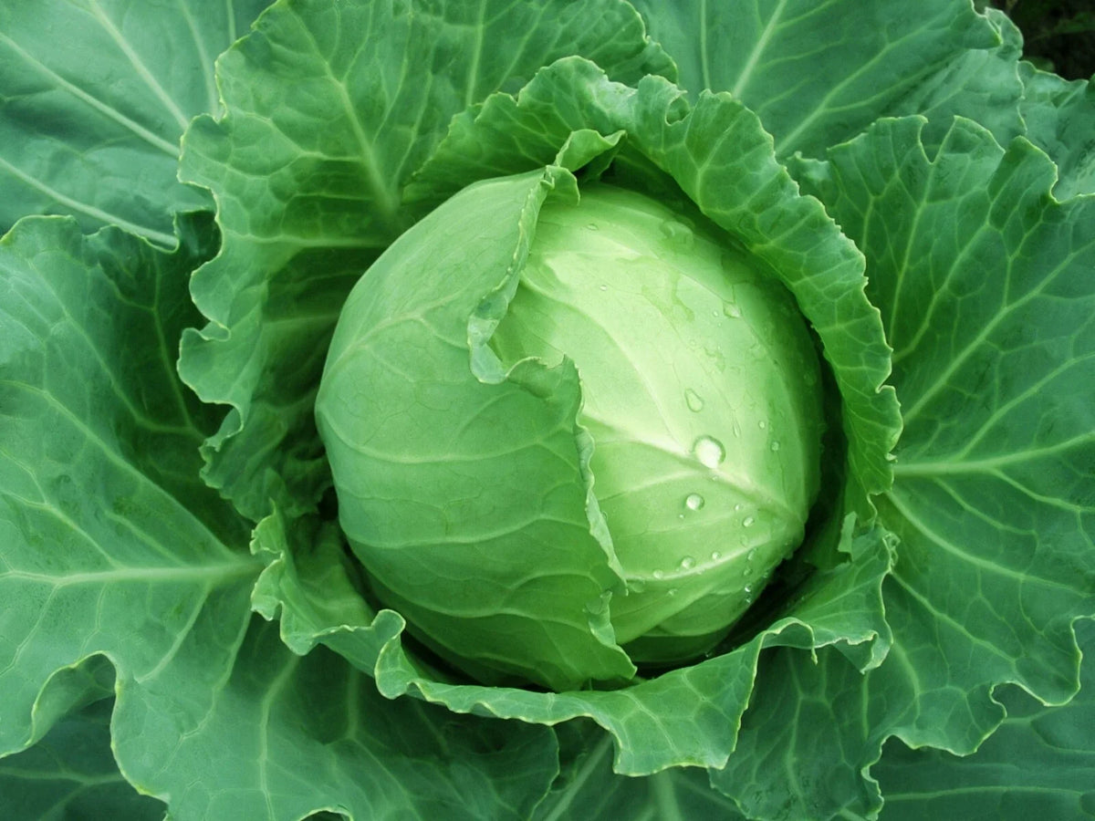 Brunswick Cabbage Seeds – Non-GMO Danish Ballhead Vegetable Seeds – Brassica oleracea – Over 300 Pack