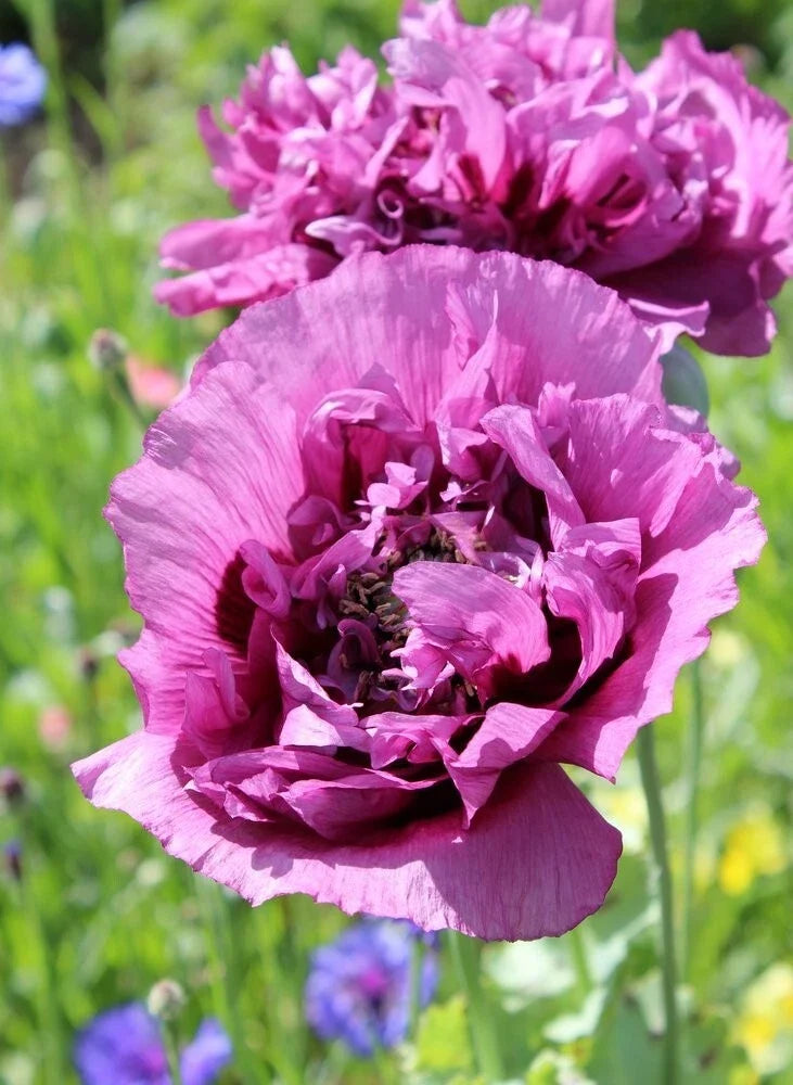 Double Purple Poppy Seeds - 200+ Seeds for Garden Planting - Papaver somniferum - Vibrant Purple Flowers, Easy to Grow, USA Grown