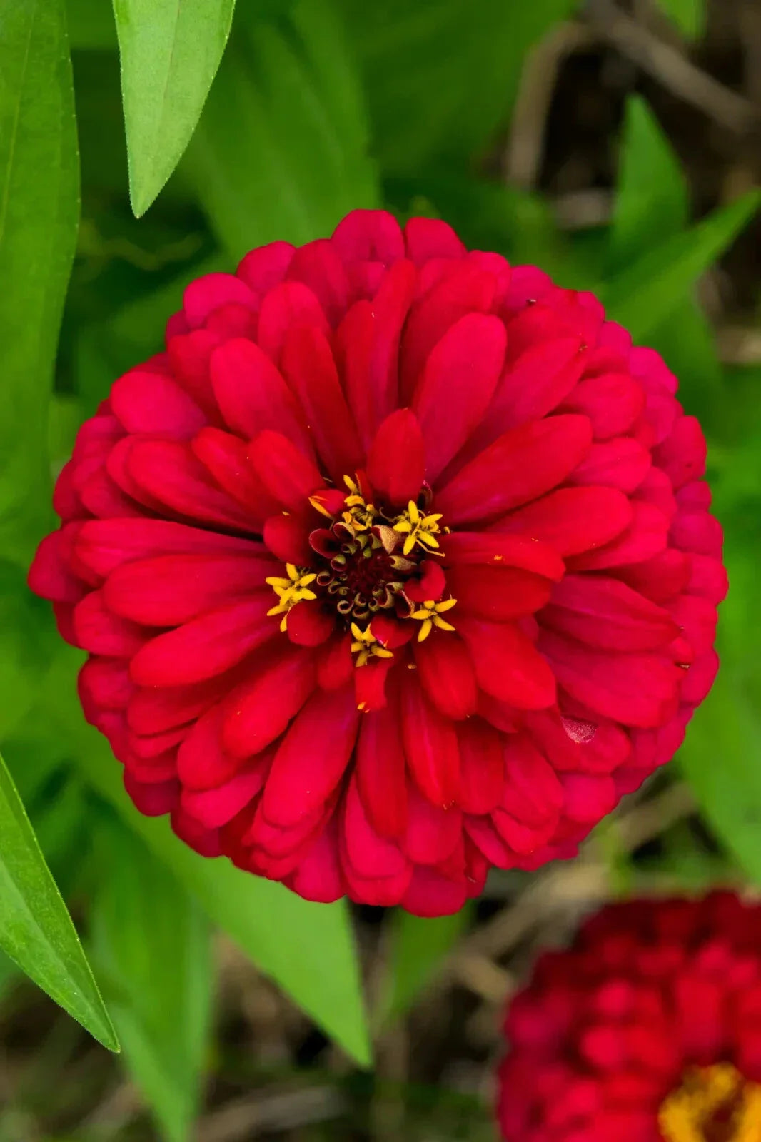 Cherry Queen Zinnia Seeds NON-GMO | Easy Grow Zinnia elegans Variety Packets