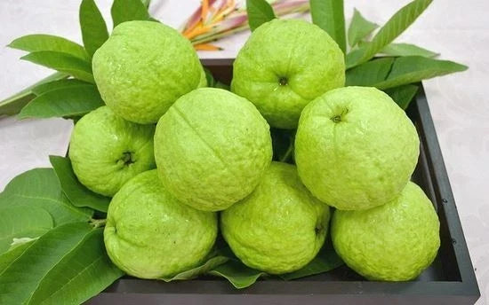 Rare Giant Taiwan Guava Seeds - Psidium guajava Tropical Fruit Seeds for Gardening, Large Fragrant Guava, 25 Seeds