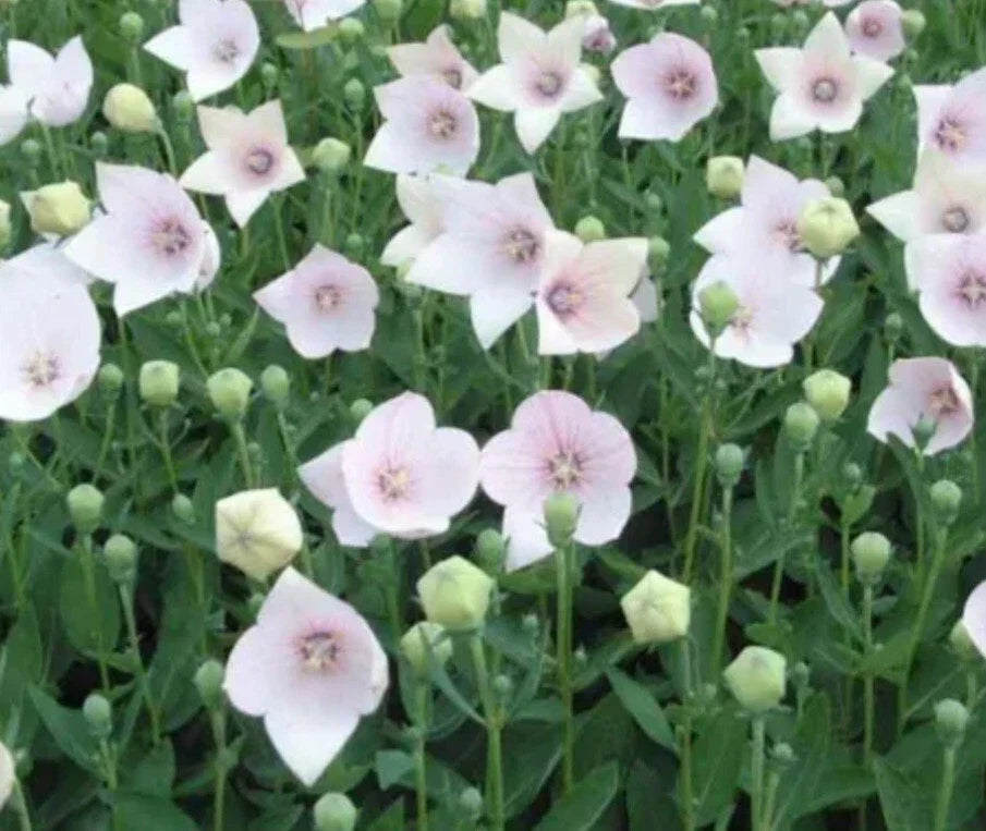 Astra Pink Balloon Flower Bare Root Perennial Plant - Vibrant Pink Blooms, Full Sun, Zones 3-9