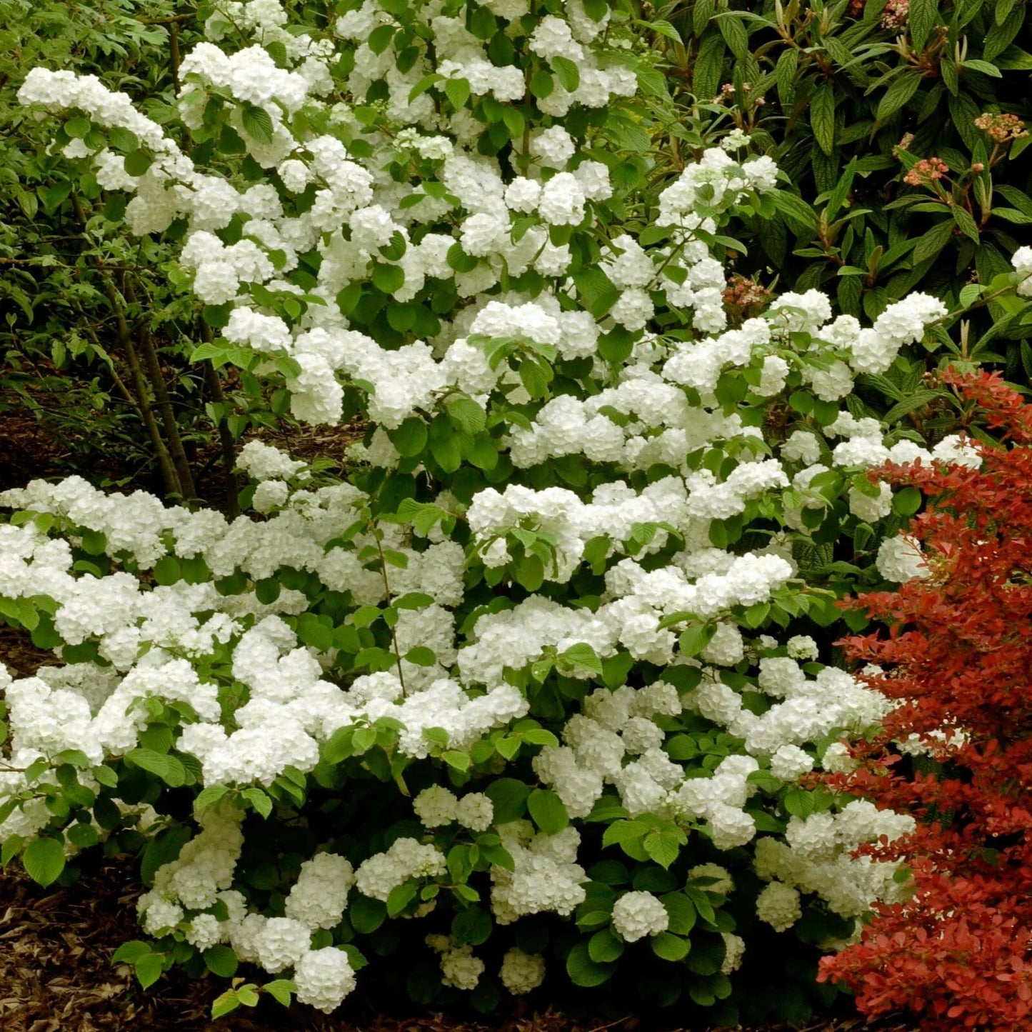 Popcorn Viburnum Live Plants 20-24 Inches Deciduous Shrub Viburnum plicatum f. plicatum for Garden Landscape