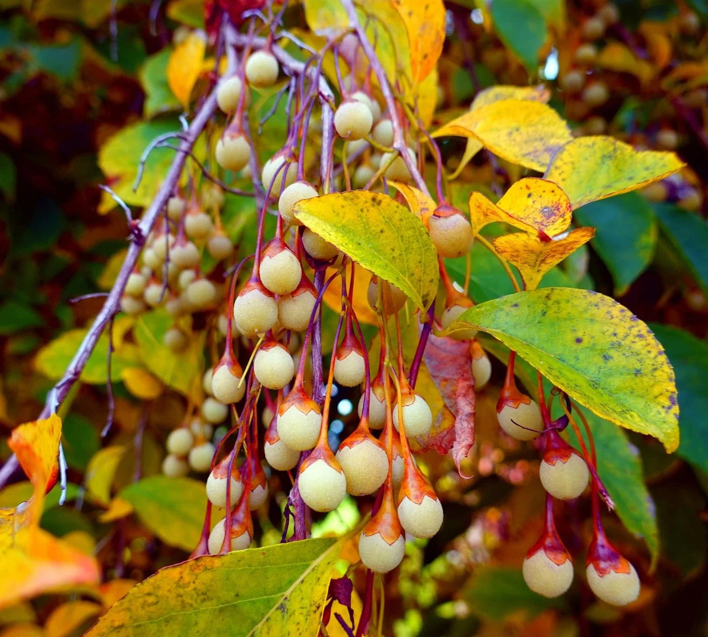 Japanese Snowbell Tree Seeds - 20 Pack - Styrax japonicus Ornamental Tree Seeds for Gardens and Landscaping