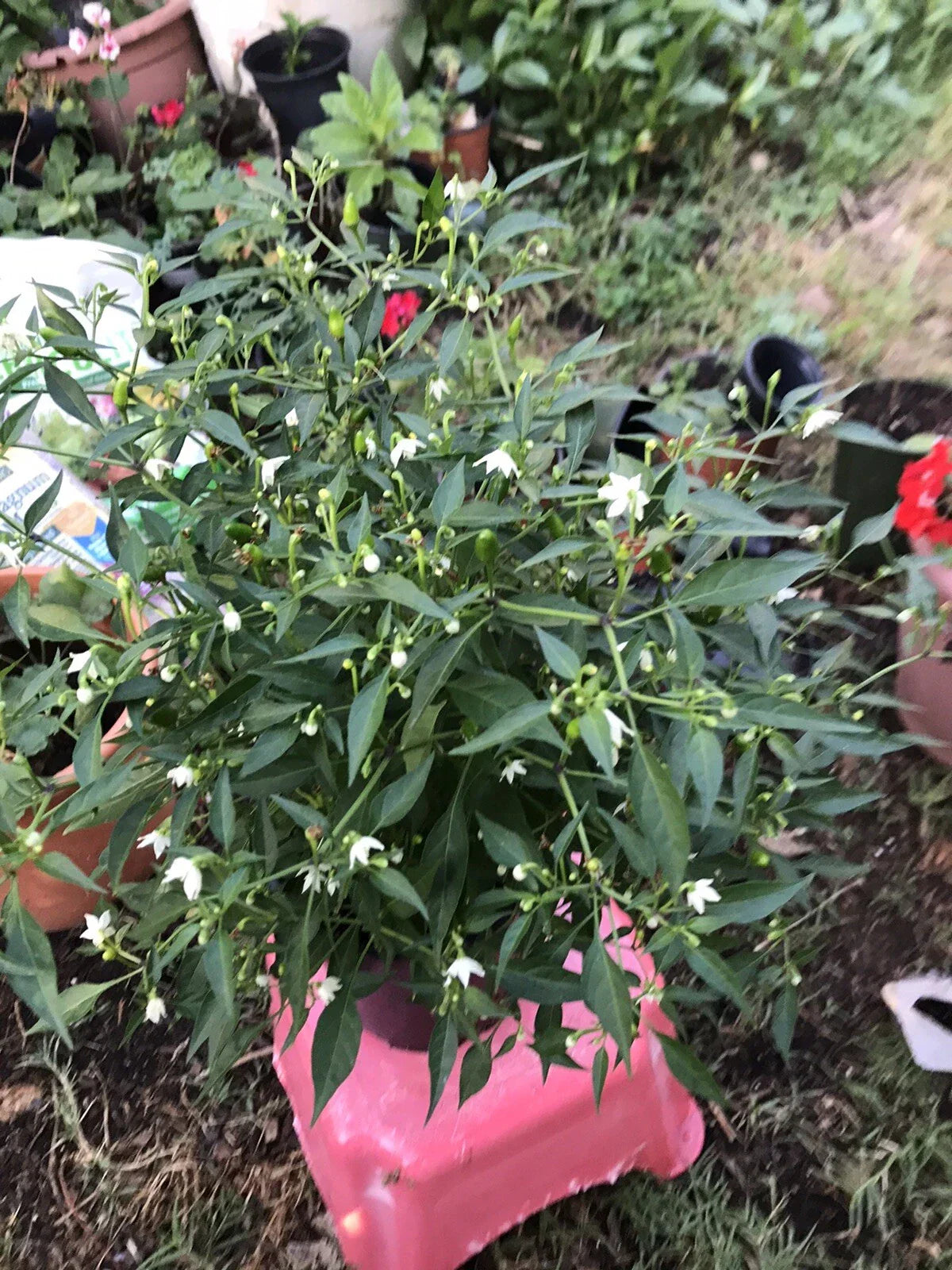 Chile Chilpetin Pepper Plant - Capsicum annuum Tepin Petin - 1 Gallon Pot - Del Monte Variety