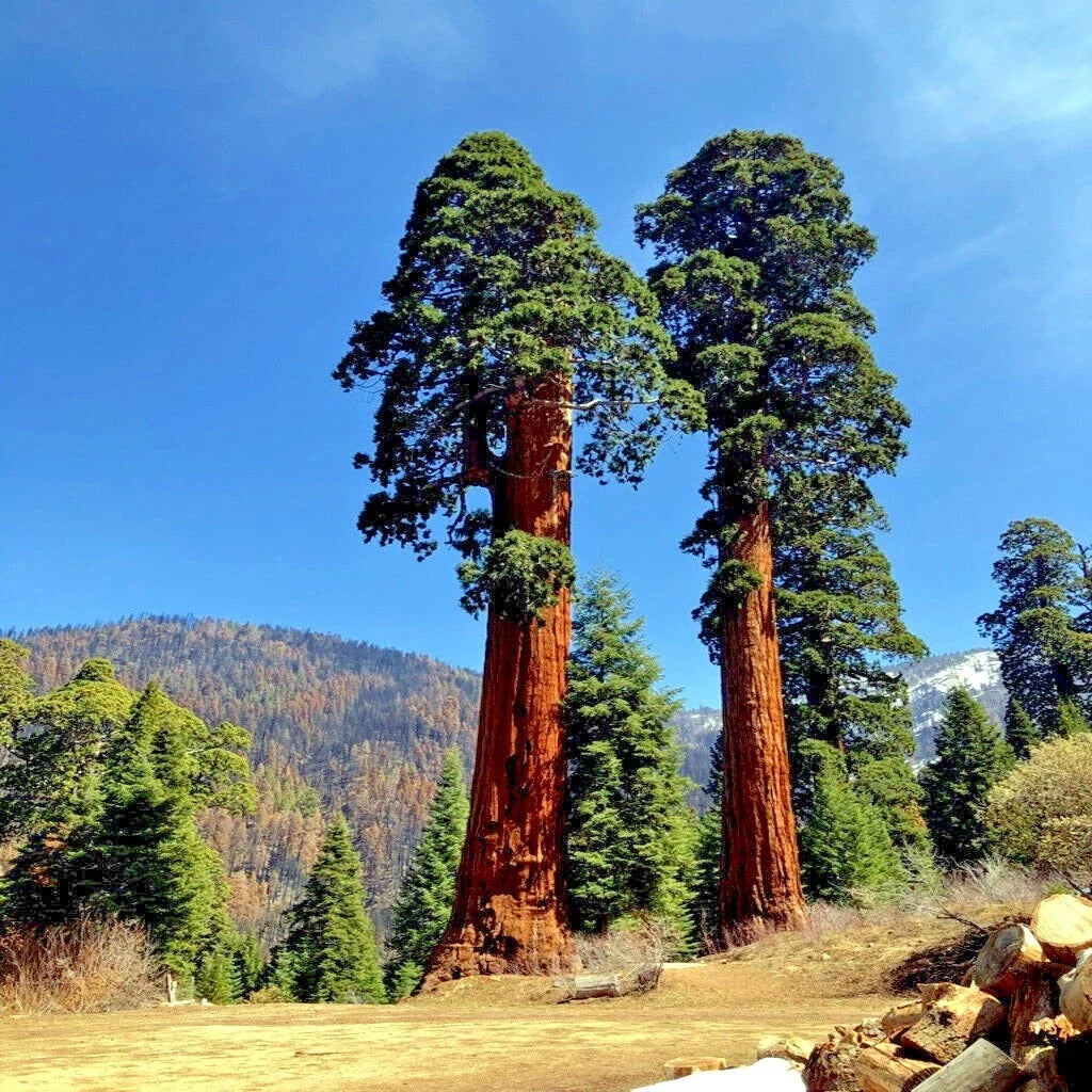 Giant Sequoia Seeds - Sierra Redwood - Sequoiadendron giganteum - Fast Growing, Hardy Tree Seeds for Landscaping and Gardening