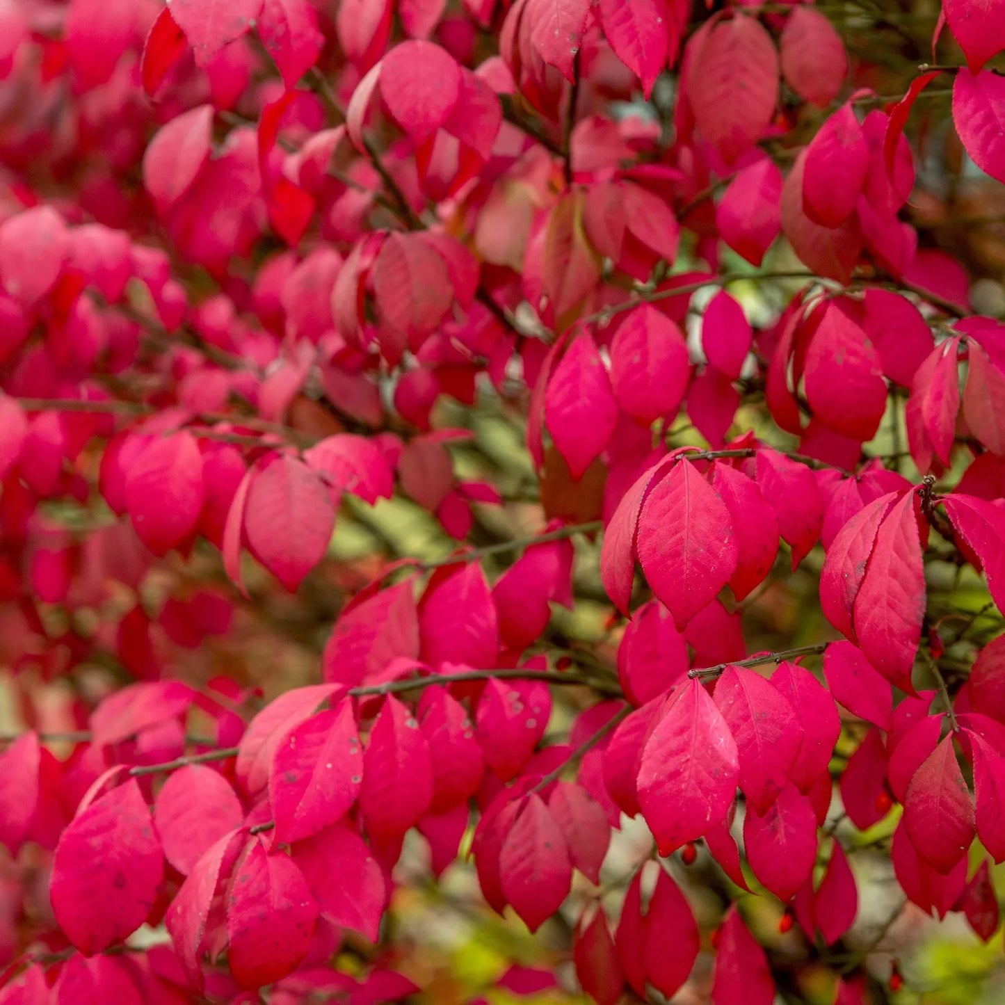 Burning Bush Live Plants - 8 Inch Bare Root Euonymus alatus for Autumn Foliage, Landscaping & Hedges