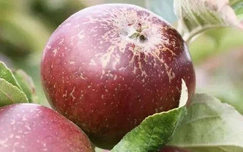Dabinett Apple Seeds - 25+ Pack for Garden Planting - Malus domestica - Non-GMO, Easy to Grow, Perfect for Home Gardens