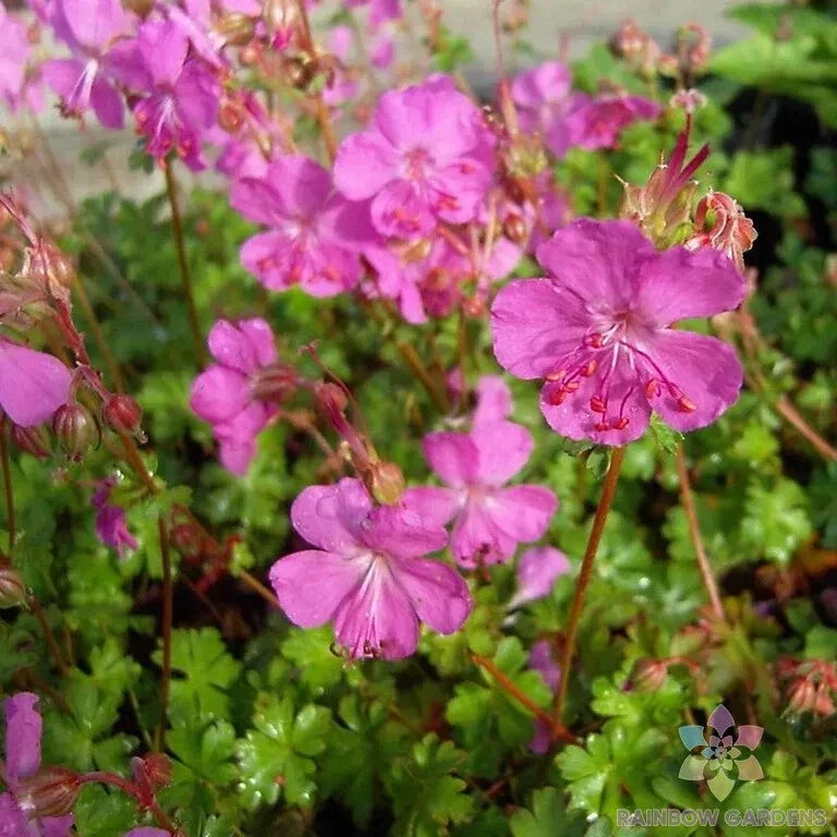 Westray Geranium Seeds, Pelargonium x hortorum, Garden Planting, Vibrant Flowers, Annual, USA Grown, 25+ Seeds