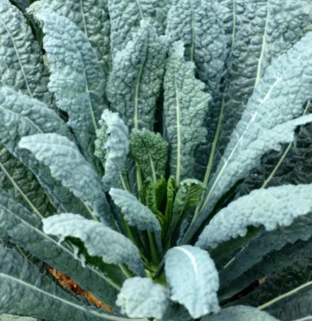Lacinato Kale Seeds - Heirloom Dinosaur Kale Variety - Non-GMO 500 Seeds for Salads & Greens - Brassica oleracea