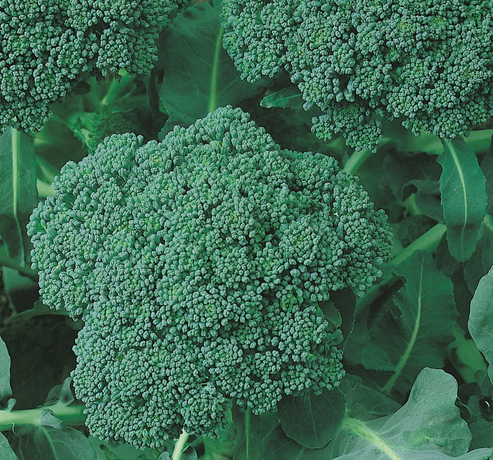 Broccoli Seeds 500+ Green Sprouting Calabrese Brassica oleracea - Heirloom Garden Vegetables