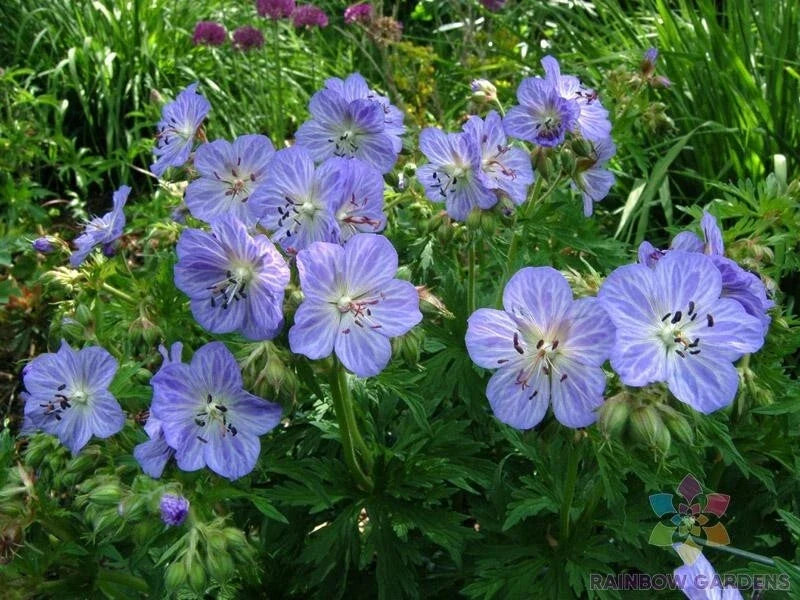 Mrs. Kendal Clark Geranium Seeds - Pelargonium x hortorum - 25+ Pack for Garden, Containers, Hanging Baskets