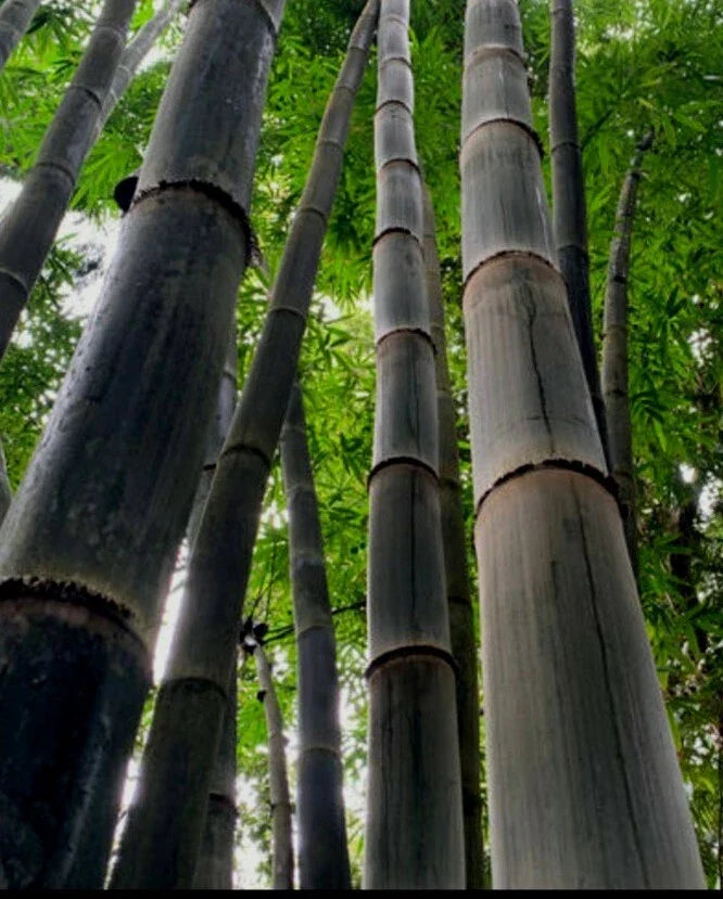 Black Timber Bamboo Rhizome - Nigra Daikokuchiku, Clumping Bare Root Plant for Privacy Screen, Landscape, Garden