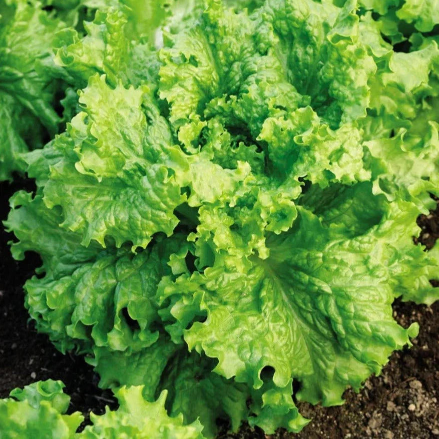 Organic Waldmann's Green Leaf Lettuce Seeds – Heirloom, Non-GMO, Lactuca sativa for Home Garden & Salad Greens