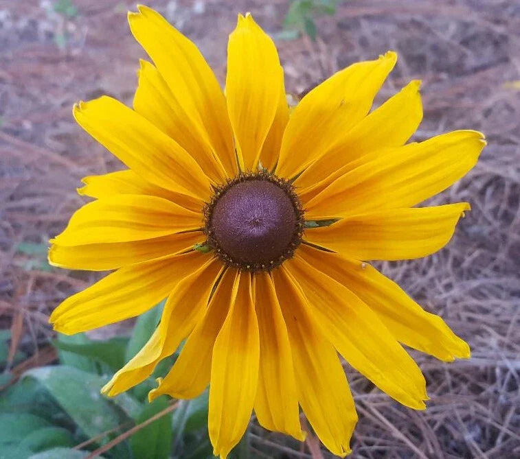 Gloriosa Daisy Seeds 25 Count | Rudbeckia Hirta | Bee & Butterfly Friendly | Florida Grown