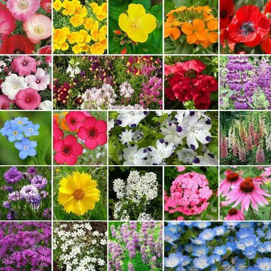 Wildflower Seed Pack - 3000+ Non-GMO Seeds for Partial Shade - Native Wildflowers Mix
