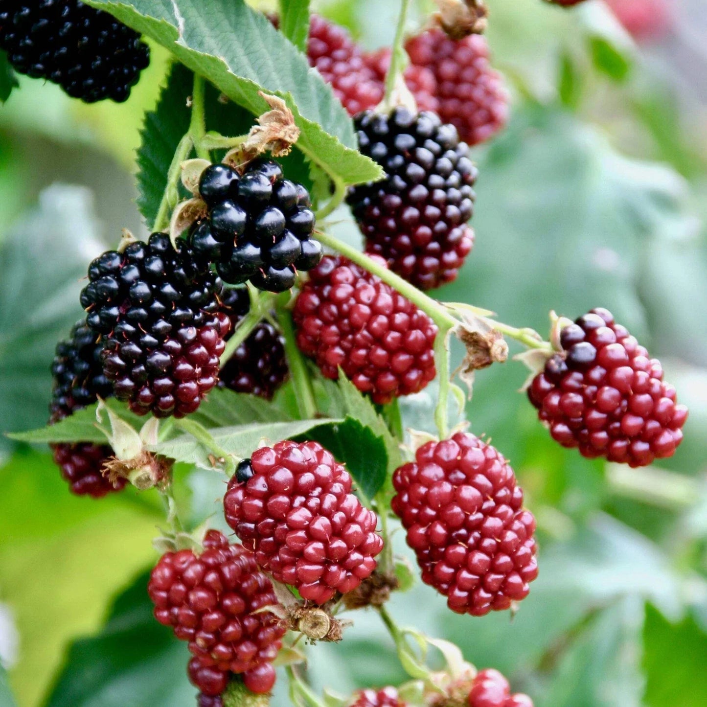 Boysenberry Live Plant - Rubus Fruit-Bearing Berry Bush for Edible Gardens