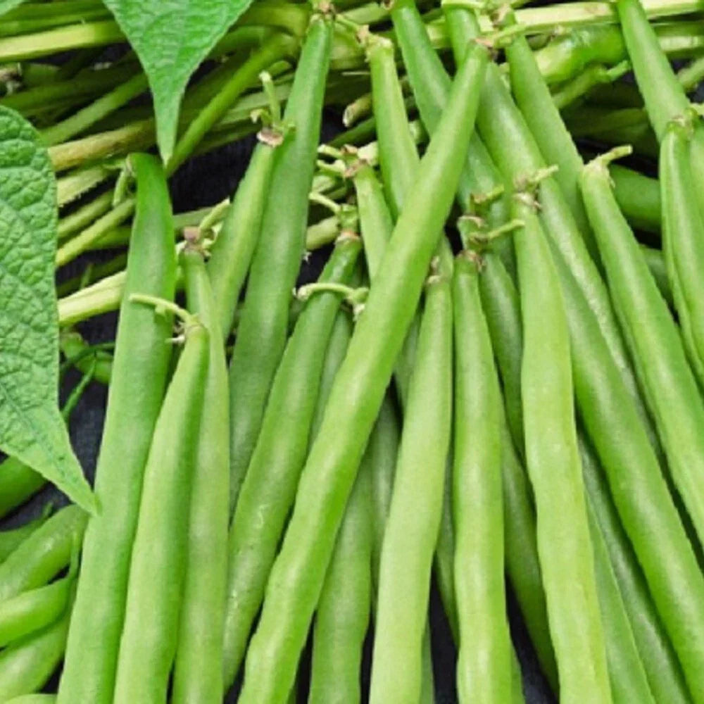 Greencrop Bush Bean Seeds | NON-GMO Heirloom Phaseolus vulgaris | Fresh Vegetable Seeds