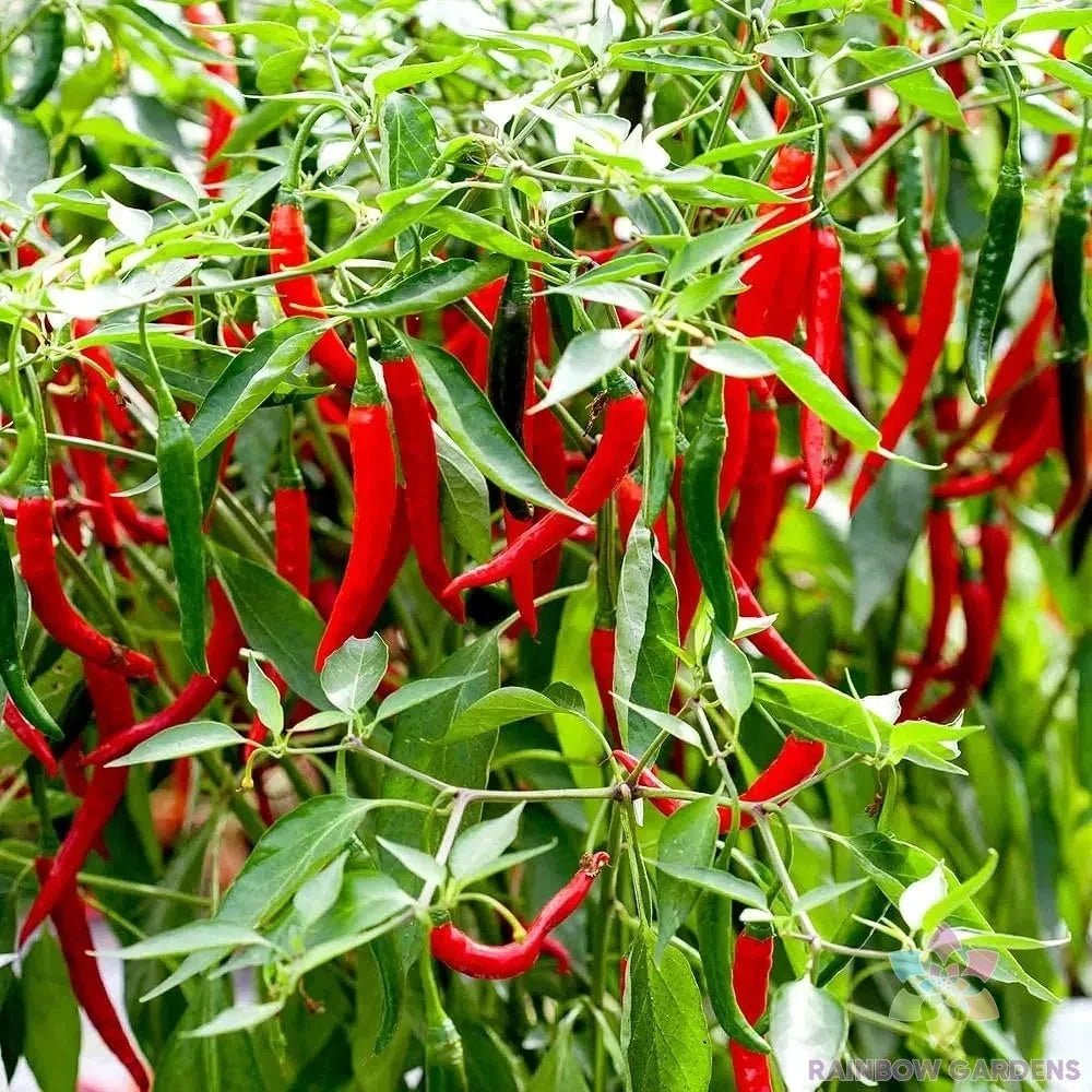 Skyline Red Hot Pepper Seeds - 25+ Pack, Capsicum annuum, Spicy Chili Peppers for Garden or Containers, USA Grown