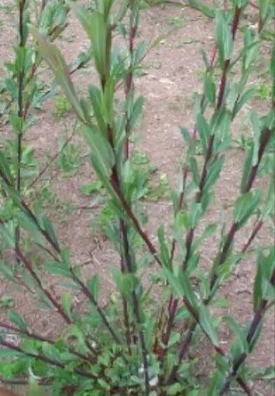 Dark Dicks Willow Cuttings - 12-inch Salix purpurea Basket Willow for Wetlands & Erosion Control