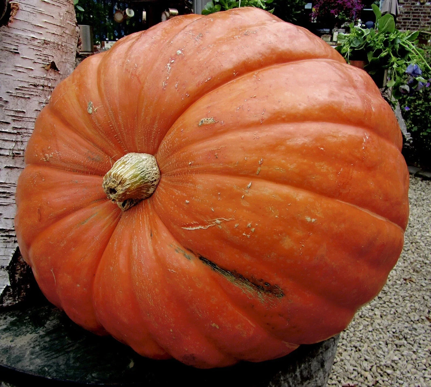 Big Max Pumpkin Seeds - 15 Non-GMO Heirloom Cucurbita maxima Vegetable Seeds for Gardening