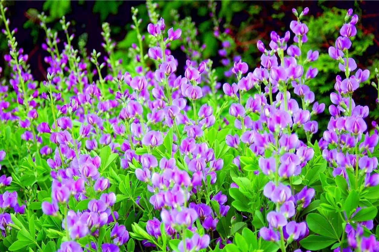 50 Indigo Bush Seeds - Indigofera amblyantha - Vibrant Indigo Flowers, Drought-Tolerant Native Shrub, Pollinator Attracting Seeds