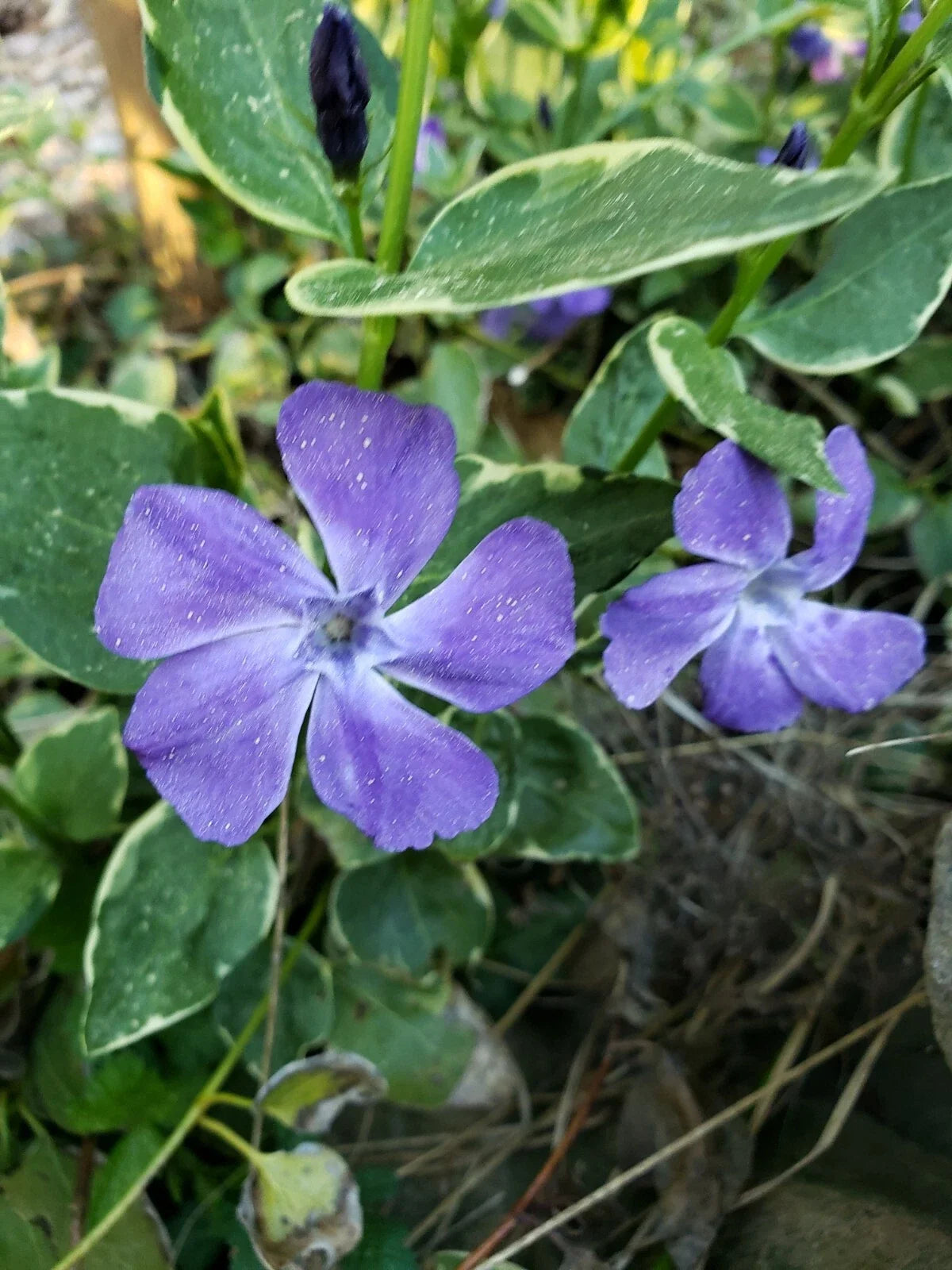 Variegated Vinca Minor Ground Cover Live Plants - 10 Rooted Cuttings, Hardy, Low Maintenance, Perfect for Borders & Slopes