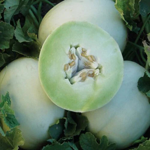 Green Honeydew Melon Seeds, Heirloom Non-GMO Cucumis melo, Vining Fruit for Garden or Container Planting