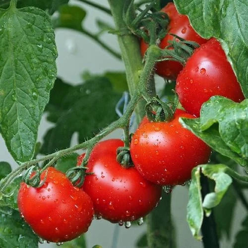Ace 55 Tomato Seeds - Heirloom Non-GMO 10+ Pack - Solanum lycopersicum