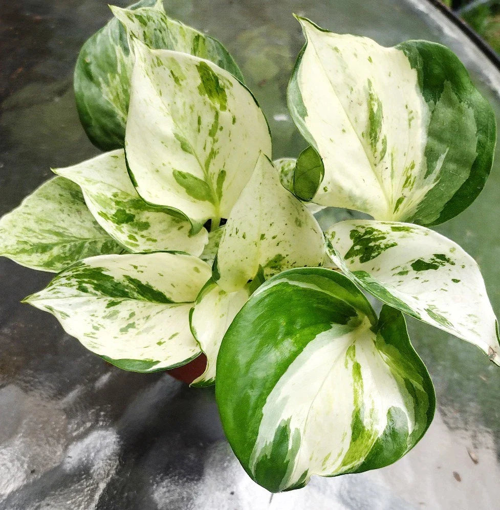 Manjula Pothos Plant - Fully Rooted Epipremnum aureum - Indoor Houseplant