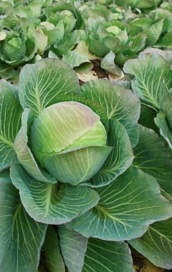 Brunswick Cabbage Seeds - 2,000 Count, Danish Ballhead, Non-GMO Vegetable Seeds for Garden Planting, Brassica oleracea var. capitata