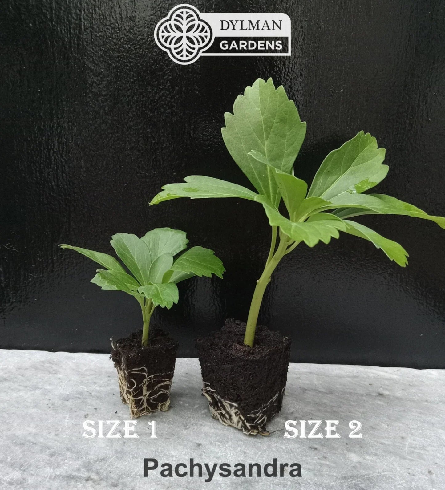 Live Japanese Spurge Plants - Pachysandra terminalis - Ground Cover, Shade Tolerant, Low Maintenance, 100 Pack