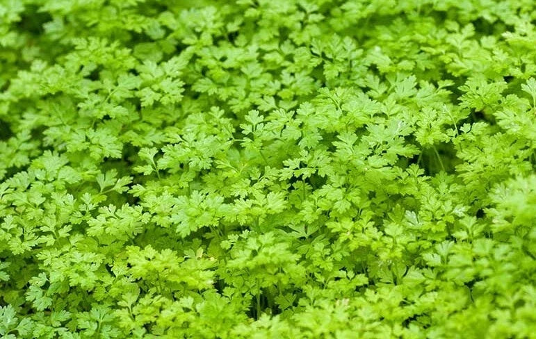 Winter Chervil Seeds - 500+ Count, Gourmet Herb, French Parsley, Sweet Sicily, Annual Herb, Anthriscus cerefolium
