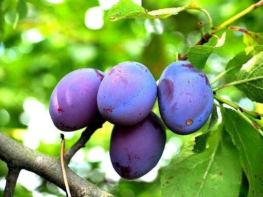 Damson Blue Plum Fruit Tree Cuttings - Organic Unrooted Propagation Set of 5 Prunus domestica