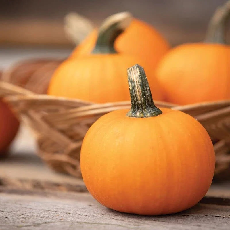 Miniature Orange Pumpkin Seeds for Planting, Cucurbita pepo, 30 Seeds, Compact Growth, Fall Decor