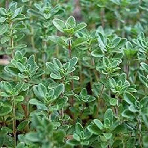 Premium Organic Heirloom Thyme Seeds - Thymus vulgaris - Culinary Herb Pack