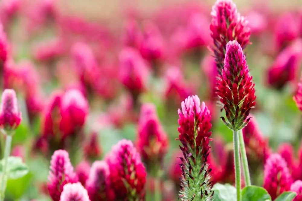 Crimson Clover Seeds - Trifolium incarnatum for Green Manure Cover Crop, Soil Improvement, Pollinator Attractant, 100+ Seeds