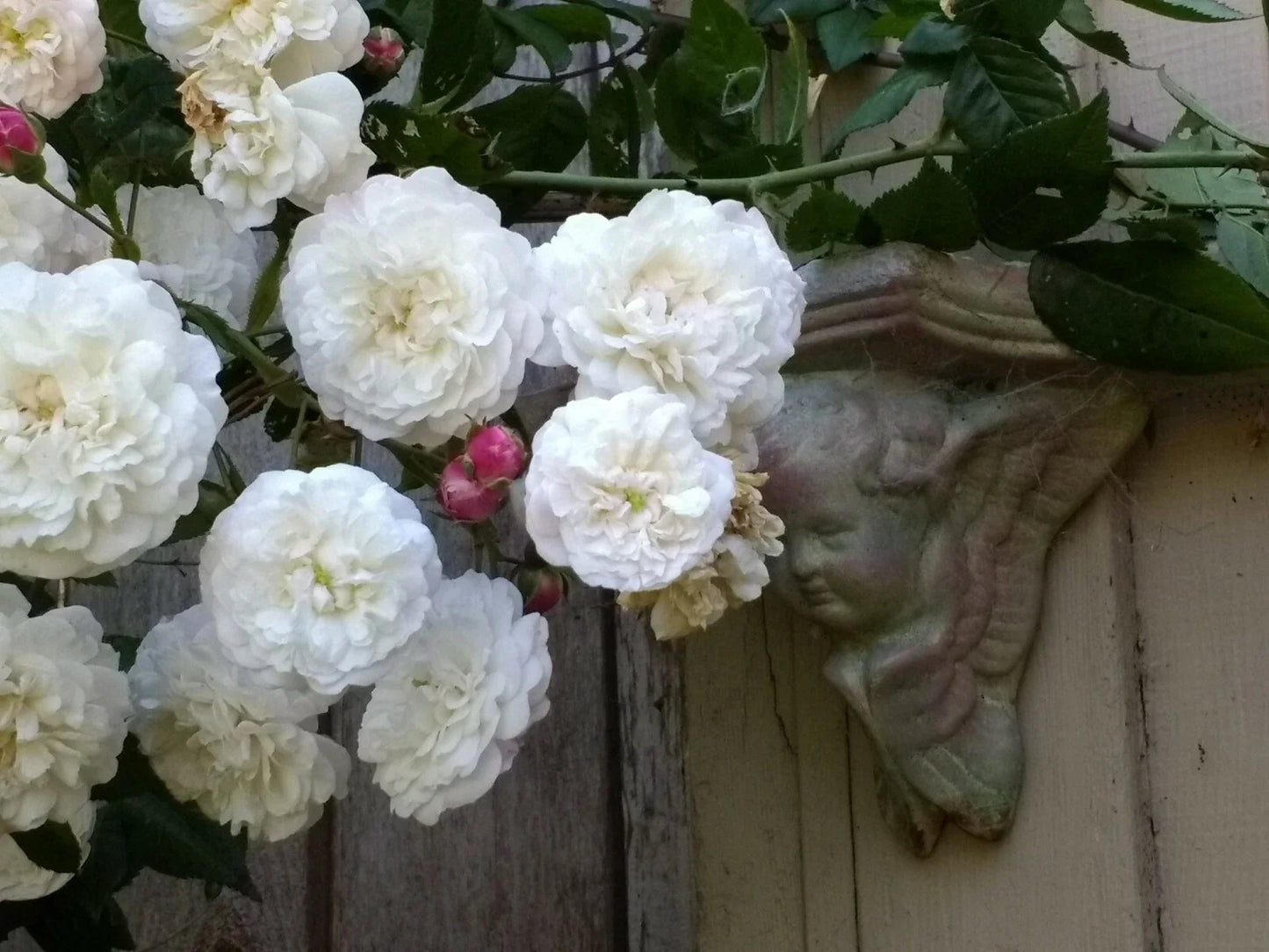 Rambler Rose Plant Bare Root Felicite et Perpetual Climbing Rose Rosa 'Felicite et Perpetuelle'