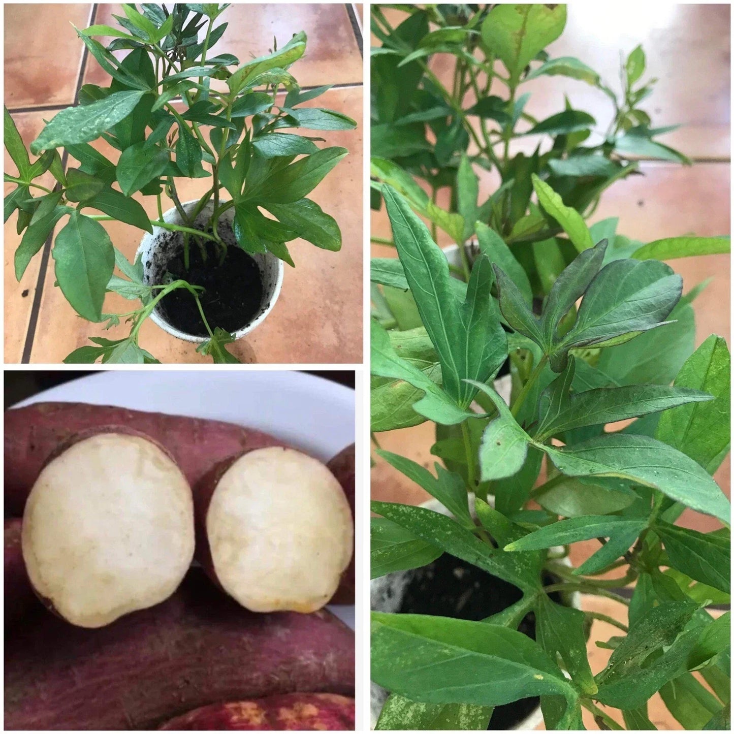 Rooted Red Skin White Sweet Potato Plants in Cups | Ipomoea batatas | Bountiful Harvest