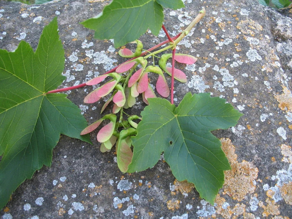 Sycamore Maple Seeds Pack – Acer pseudoplatanus – Tree Seeds for Planting, Shade, and Landscaping