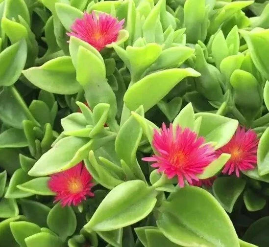 Aptenia Cordifolia Red Apple Sun Rose Cuttings - 48 Pcs for Rooting