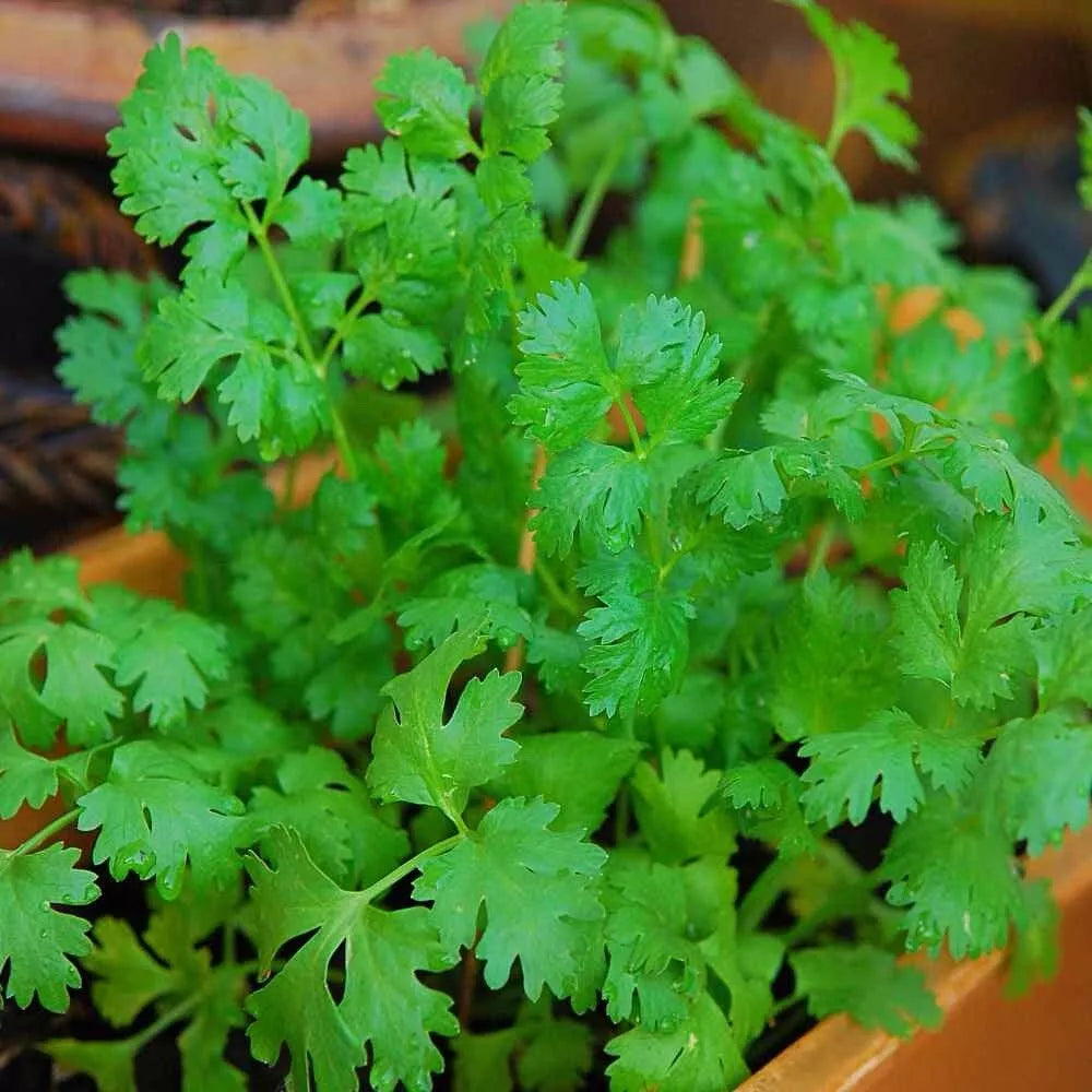 Cilantro Seeds 200++ Heirloom Non-GMO Coriandrum sativum - USA Seller